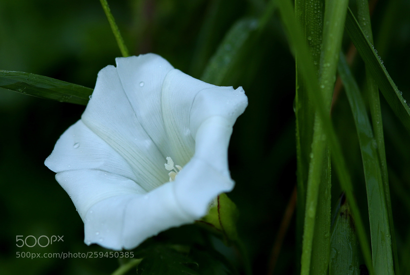 Canon EOS 77D (EOS 9000D / EOS 770D) sample photo. Purity! photography
