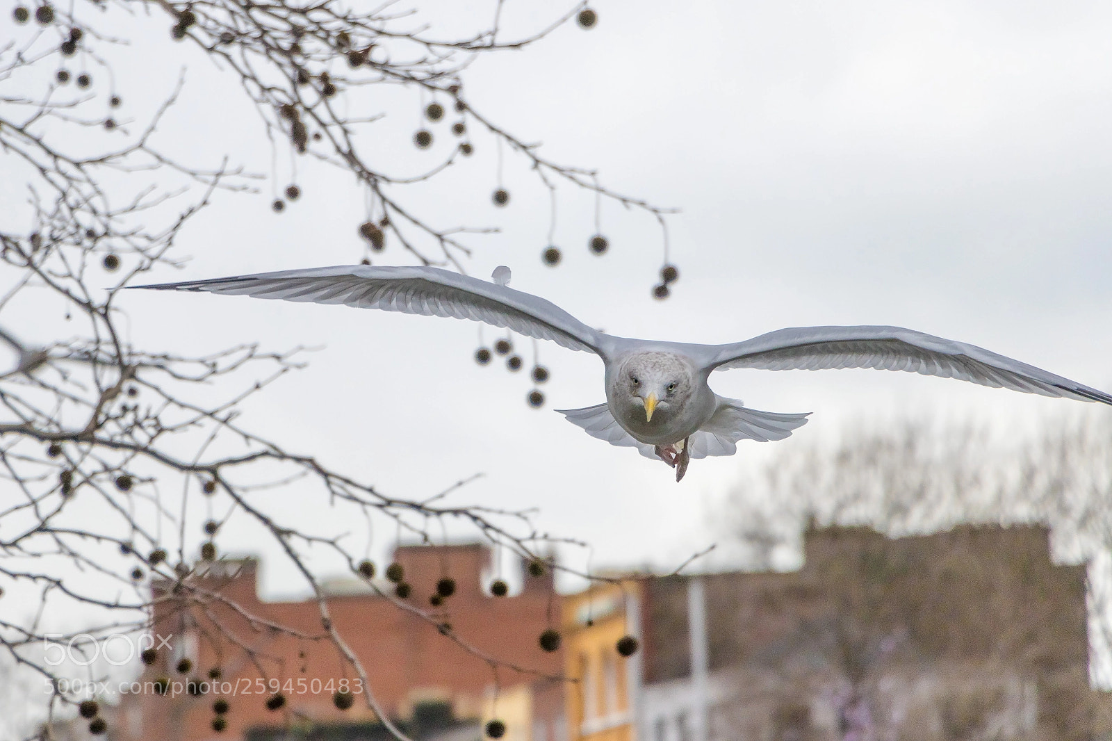 Canon EOS 80D sample photo. Seagull photography