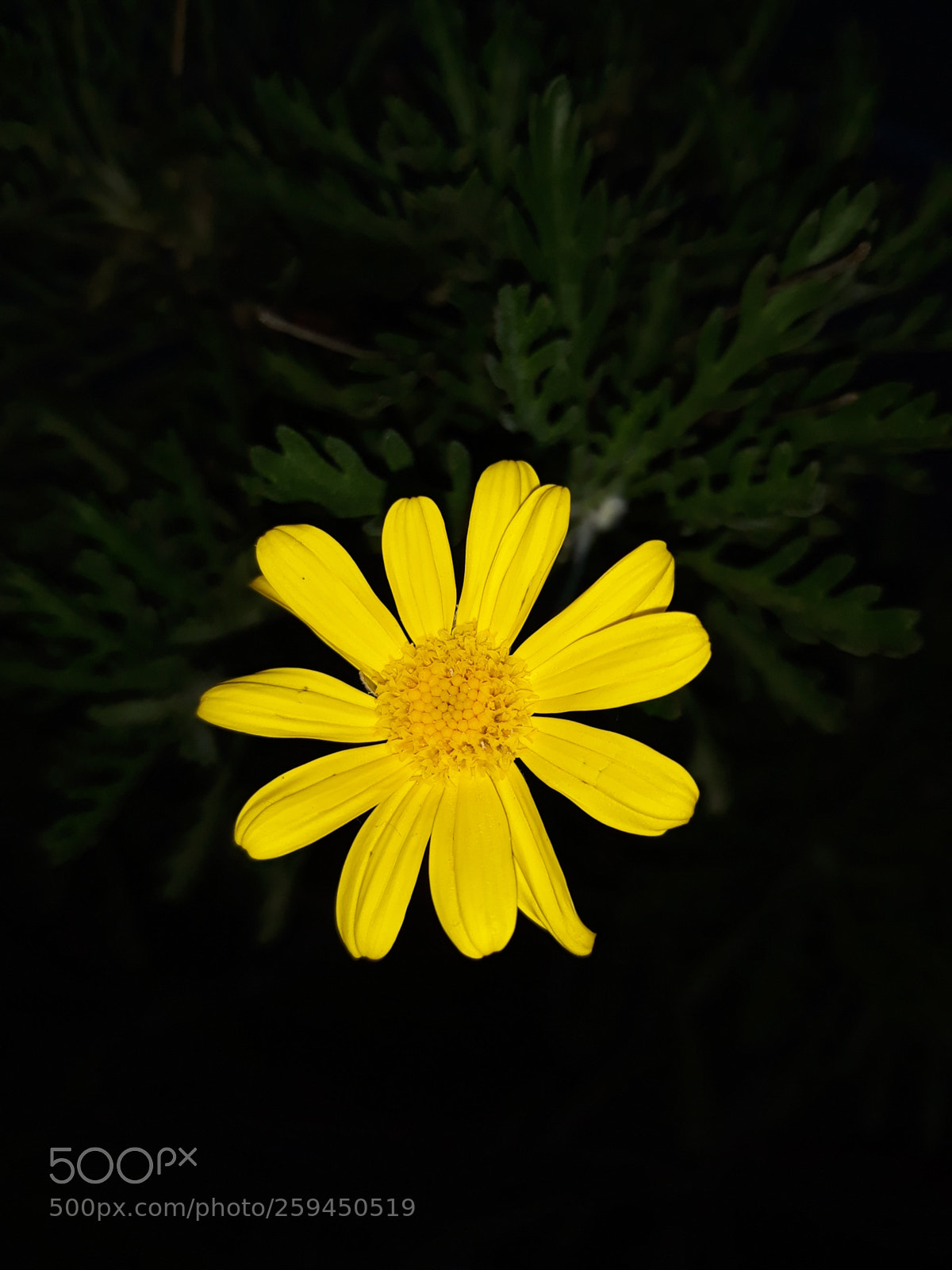 Samsung Galaxy J5 sample photo. Untitled photography