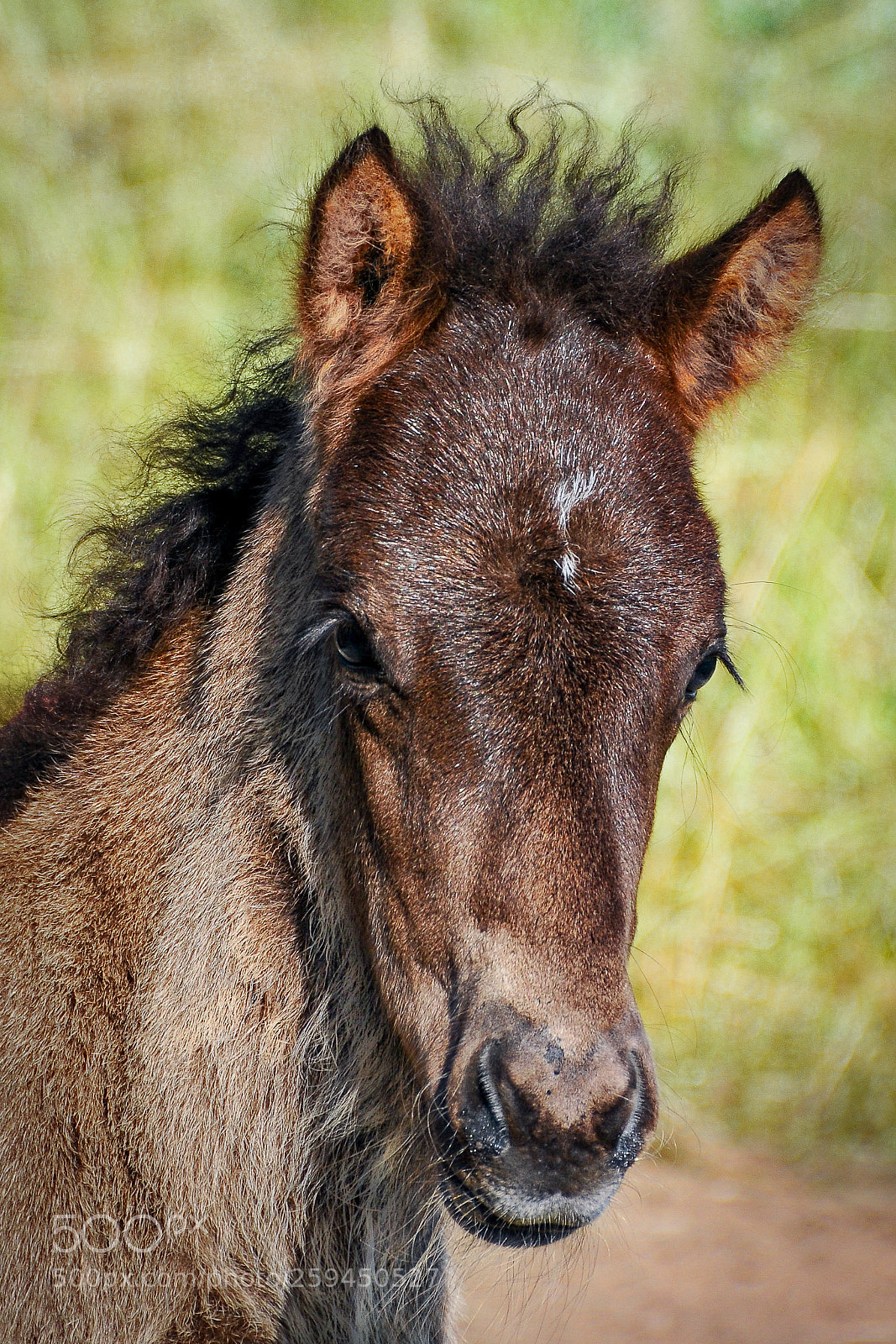 Nikon D300S sample photo. Hallo photography