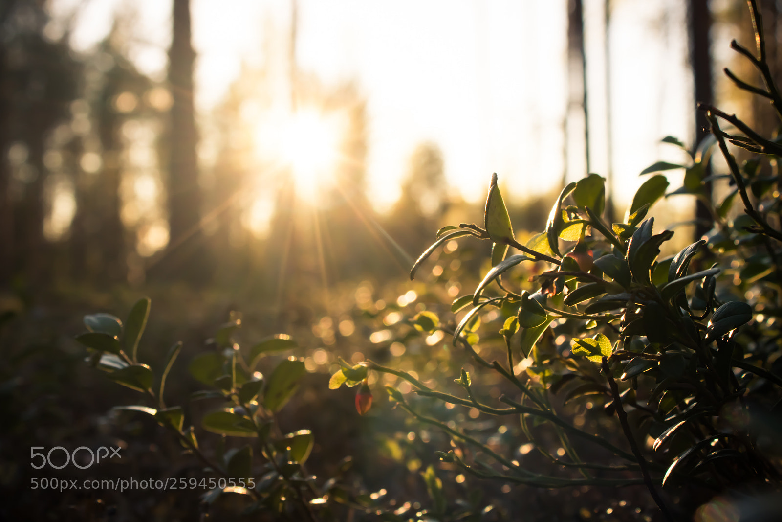 Canon EOS 77D (EOS 9000D / EOS 770D) sample photo. Golden evening photography