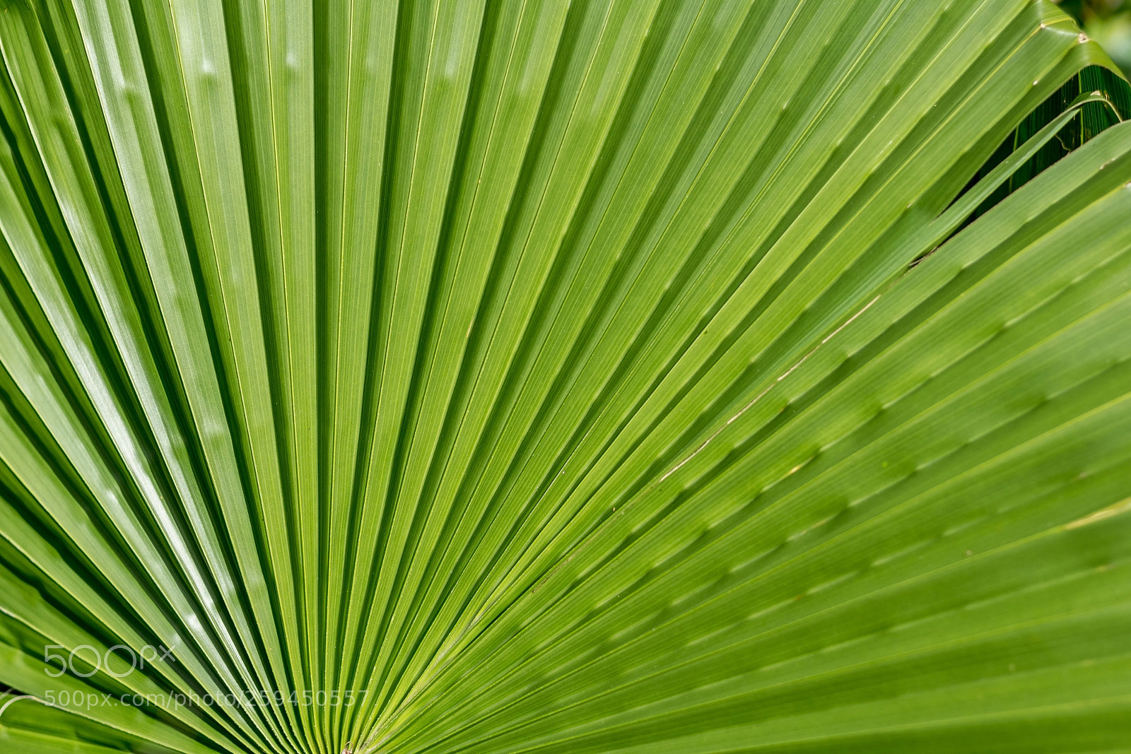 Canon EOS 100D (EOS Rebel SL1 / EOS Kiss X7) sample photo. Leaf photography