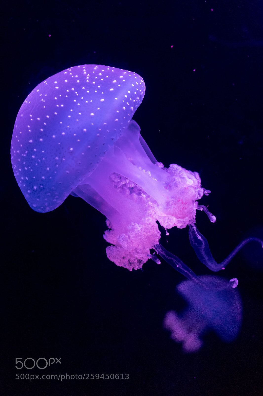 Canon EOS 80D sample photo. Jellyfish photography