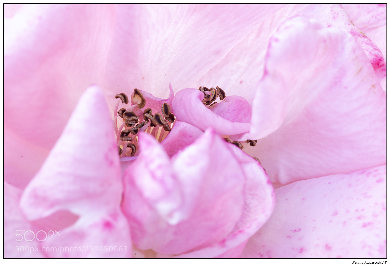 Nikon D3200 sample photo. Rosa rosae photography