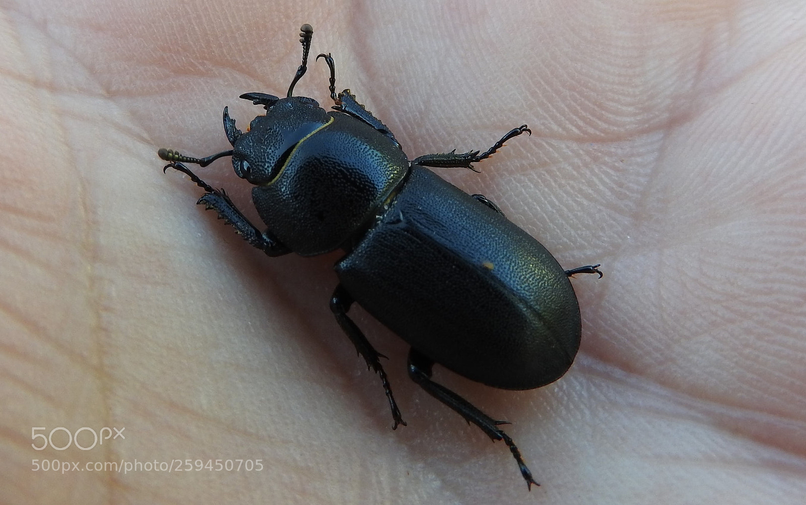 Nikon Coolpix P610 sample photo. Beetle photography