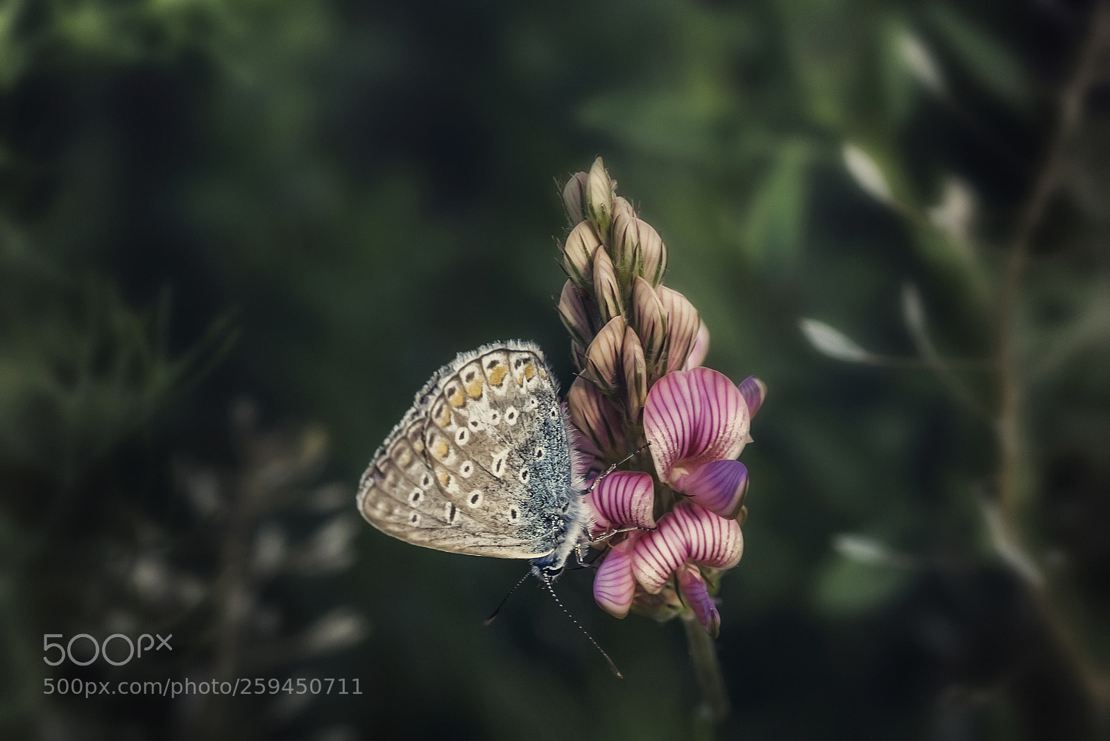 Nikon D810 sample photo. One common blue photography