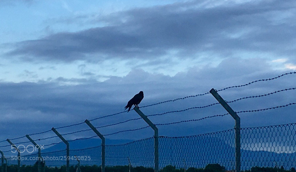 Apple iPhone SE sample photo. Untitled photography