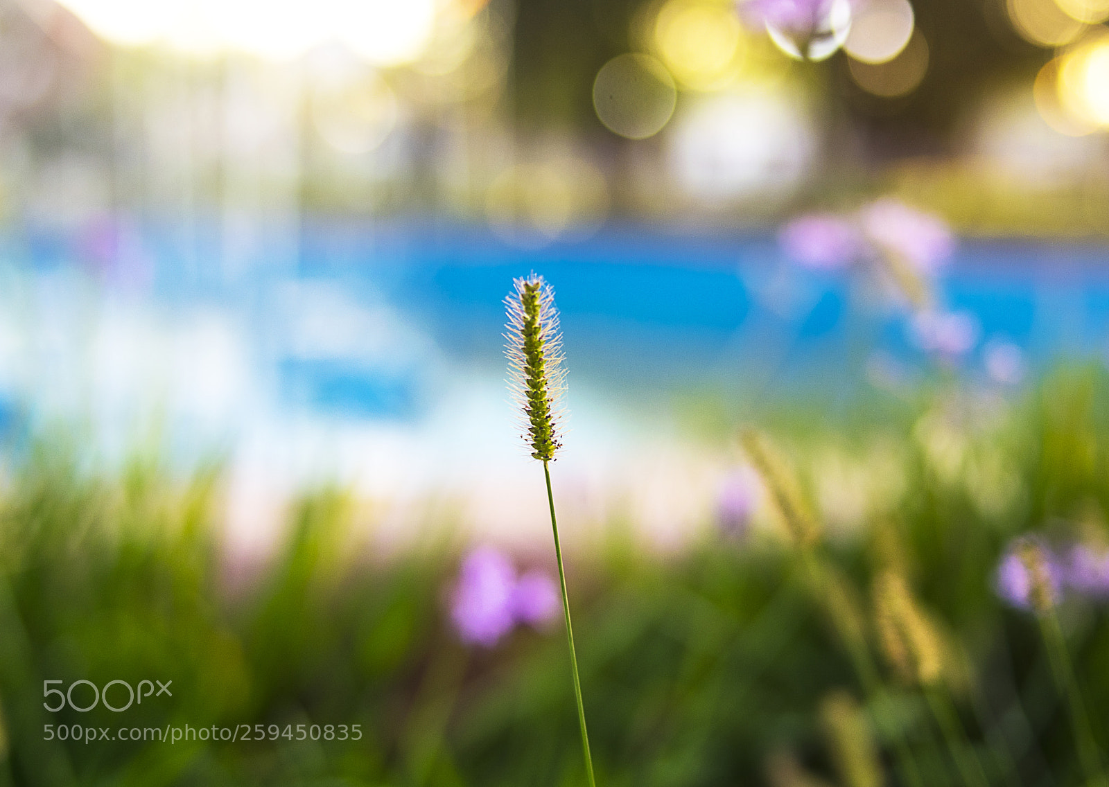 Nikon D5300 sample photo. Alone photography