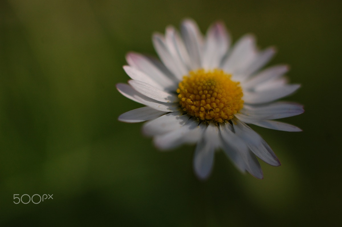 Nikon D40 + Nikon AF-S DX Nikkor 35mm F1.8G sample photo. Shady daisy photography