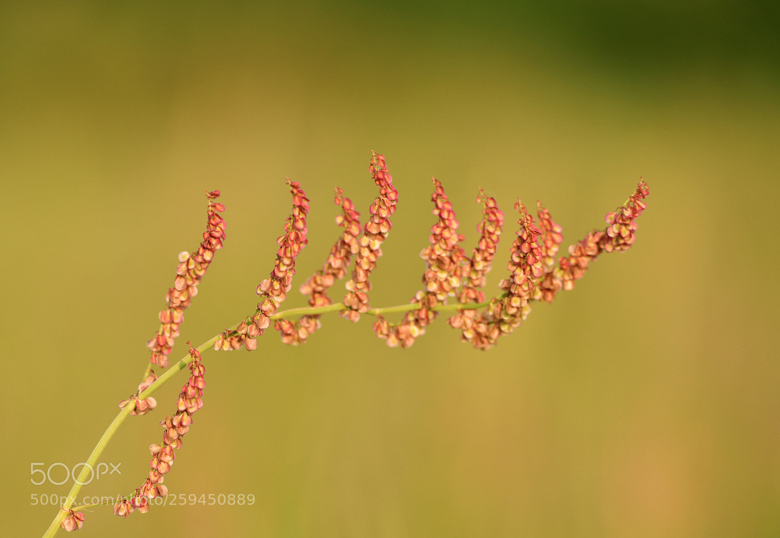 Nikon D850 sample photo. On a meadow photography