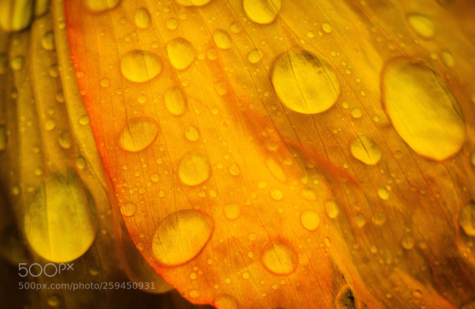Canon EOS 70D sample photo. Water droplets photography