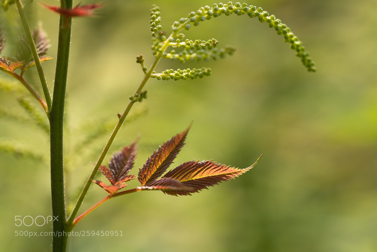 Sony a7R II sample photo. Growing plant photography