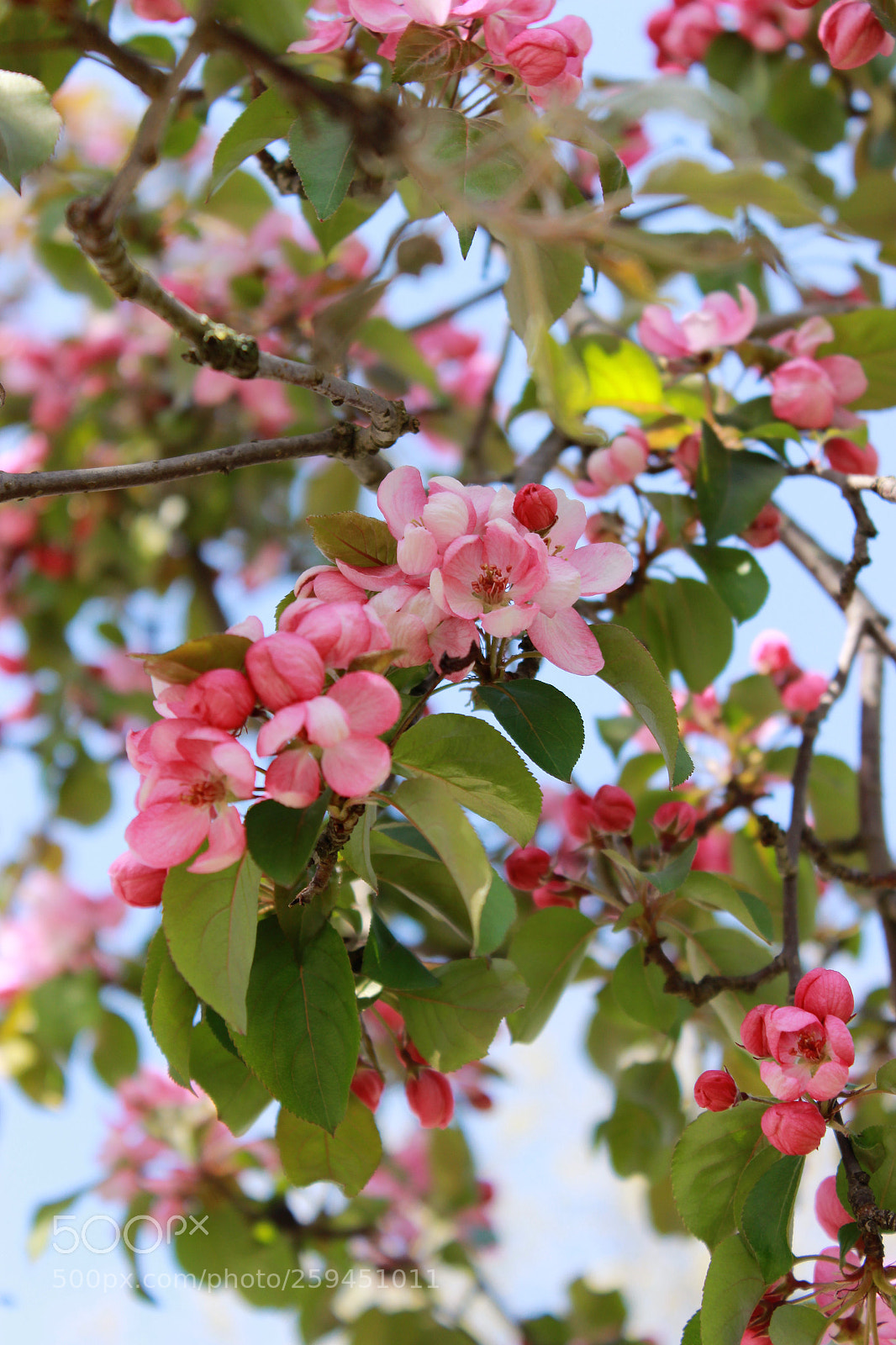 Canon EOS 600D (Rebel EOS T3i / EOS Kiss X5) sample photo. Spring colours photography