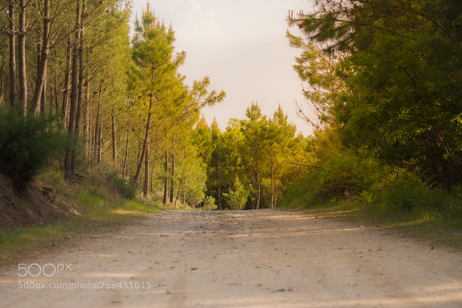Nikon D7200 sample photo. Path of life. photography