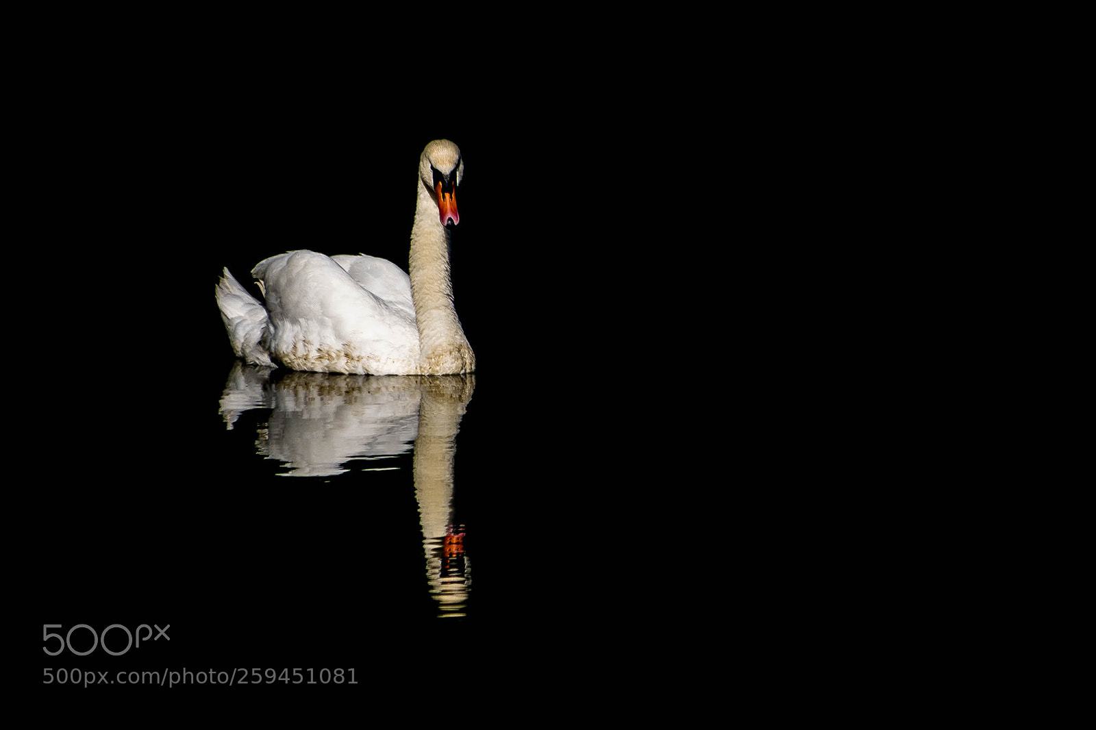 Nikon D7100 sample photo. Swan photography