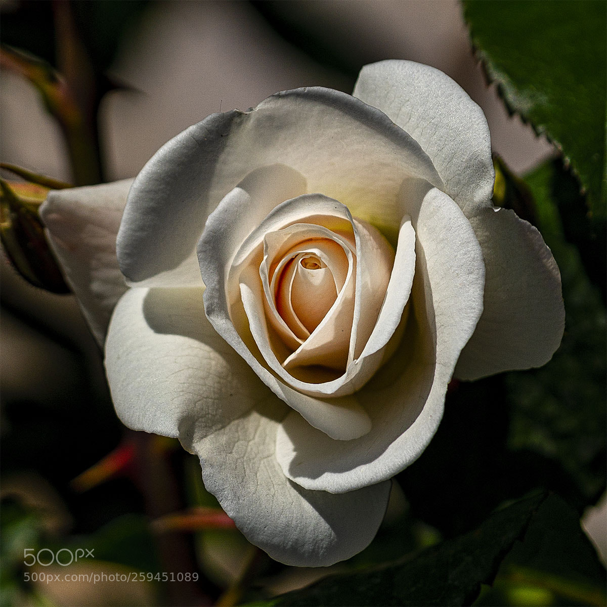 Sony a6300 sample photo. Blüten 250518-044 photography