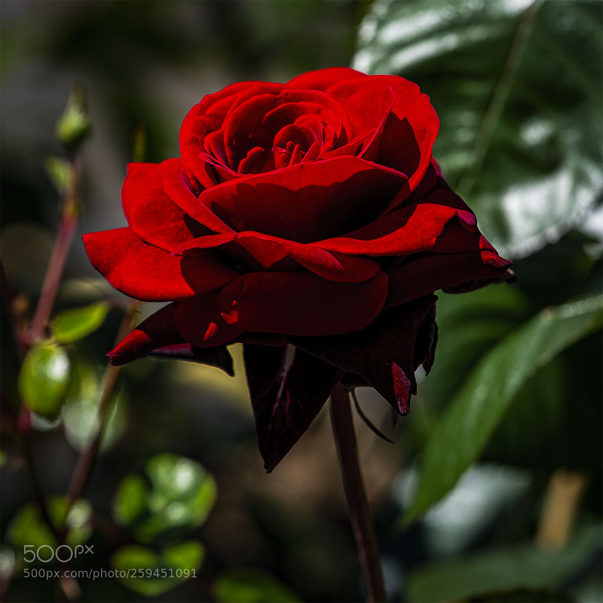 Sony a6300 sample photo. Blüten 250518-040 photography