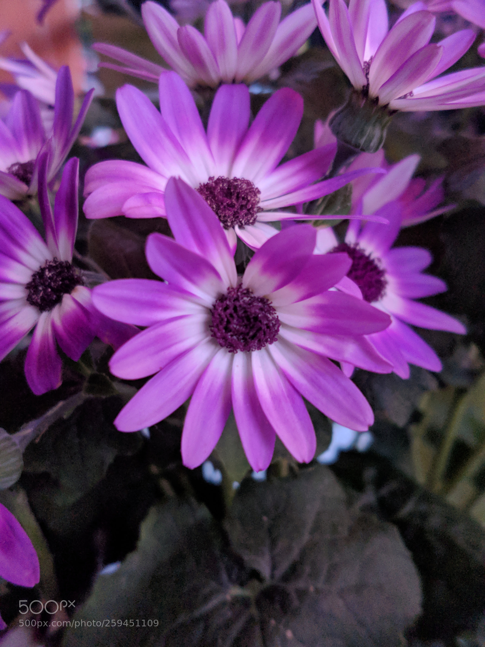 Samsung Galaxy S7 Edge sample photo. Untitled photography