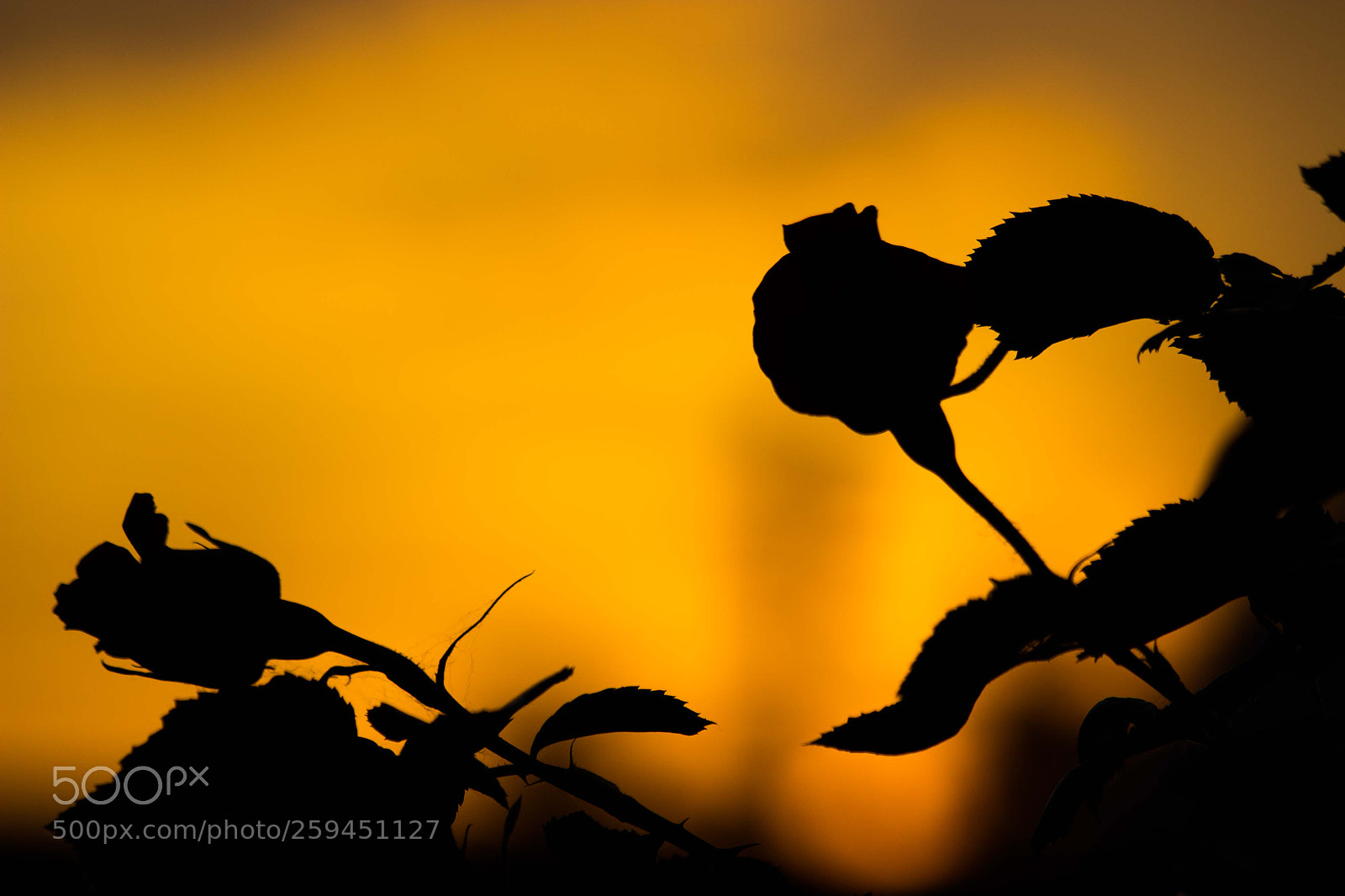 Canon EOS 600D (Rebel EOS T3i / EOS Kiss X5) sample photo. Garden golden hour photography