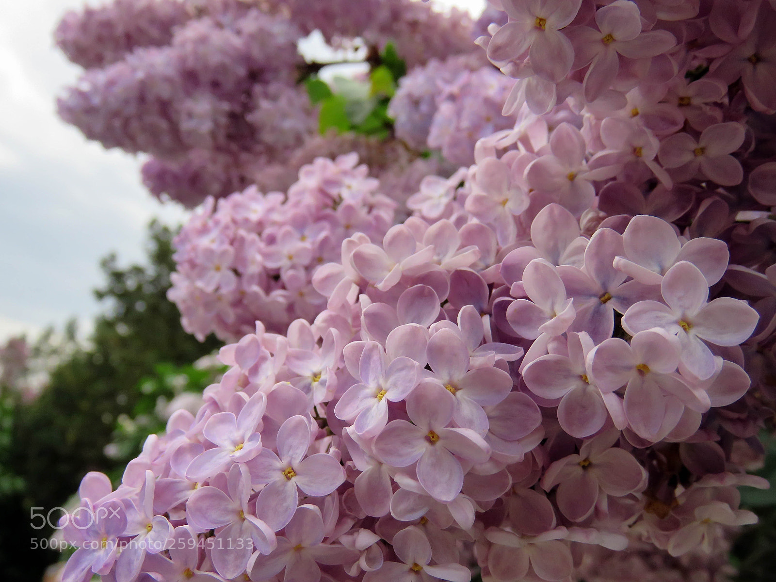 Canon PowerShot SX60 HS sample photo. Beautiful lilac flowers photography