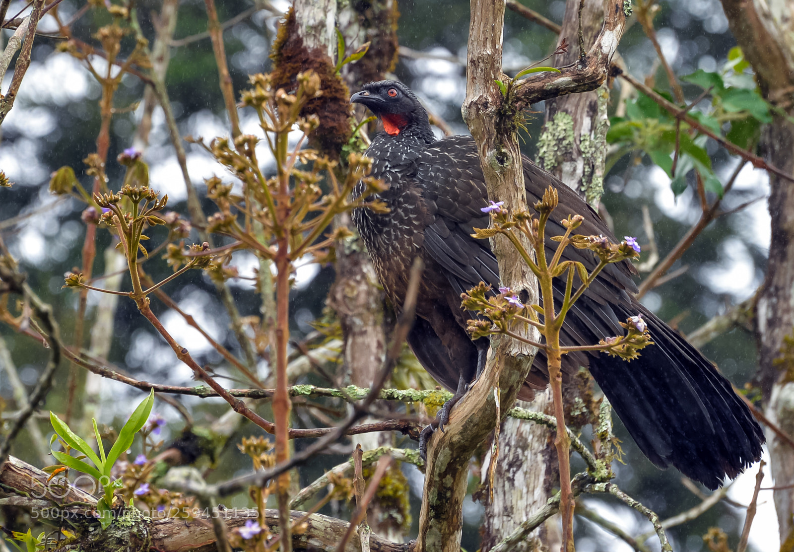 Nikon D610 sample photo. Enjoying the rain photography