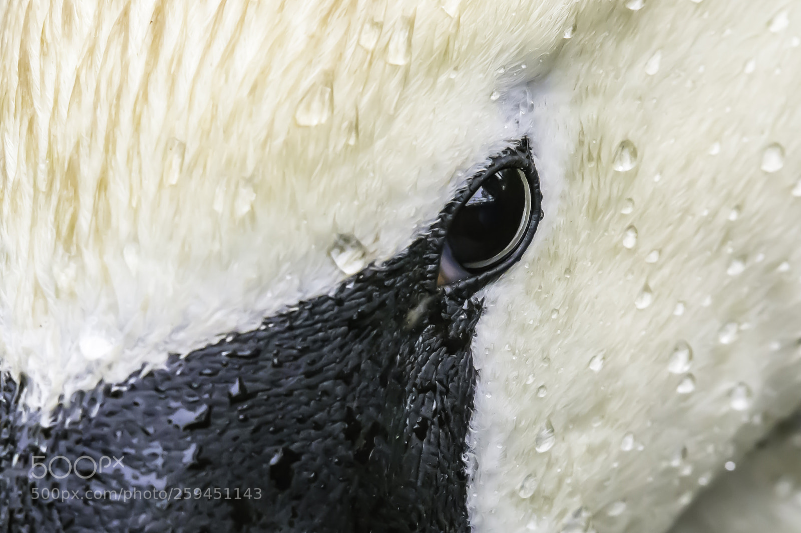 Nikon D7200 sample photo. Swan close up portrait. photography