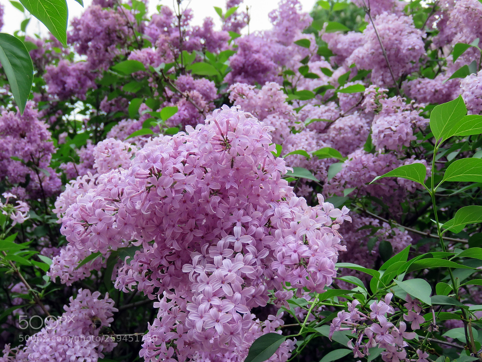 Canon PowerShot SX60 HS sample photo. Beautiful lilac flowers photography