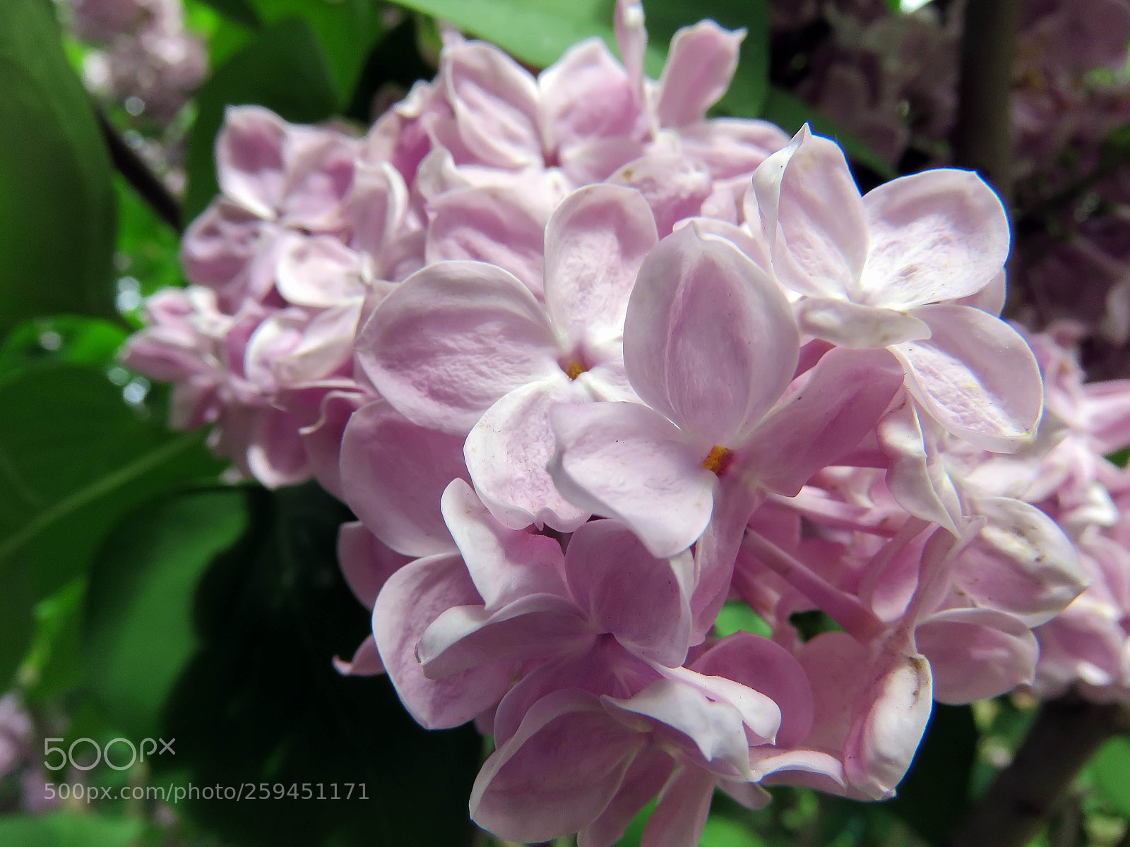Canon PowerShot SX60 HS sample photo. Beautiful lilac flowers photography