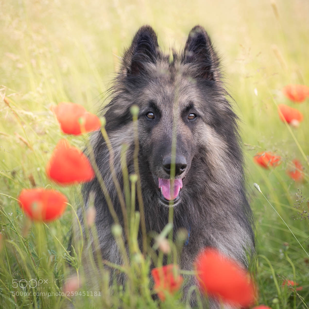 Nikon D750 sample photo. Red dots photography