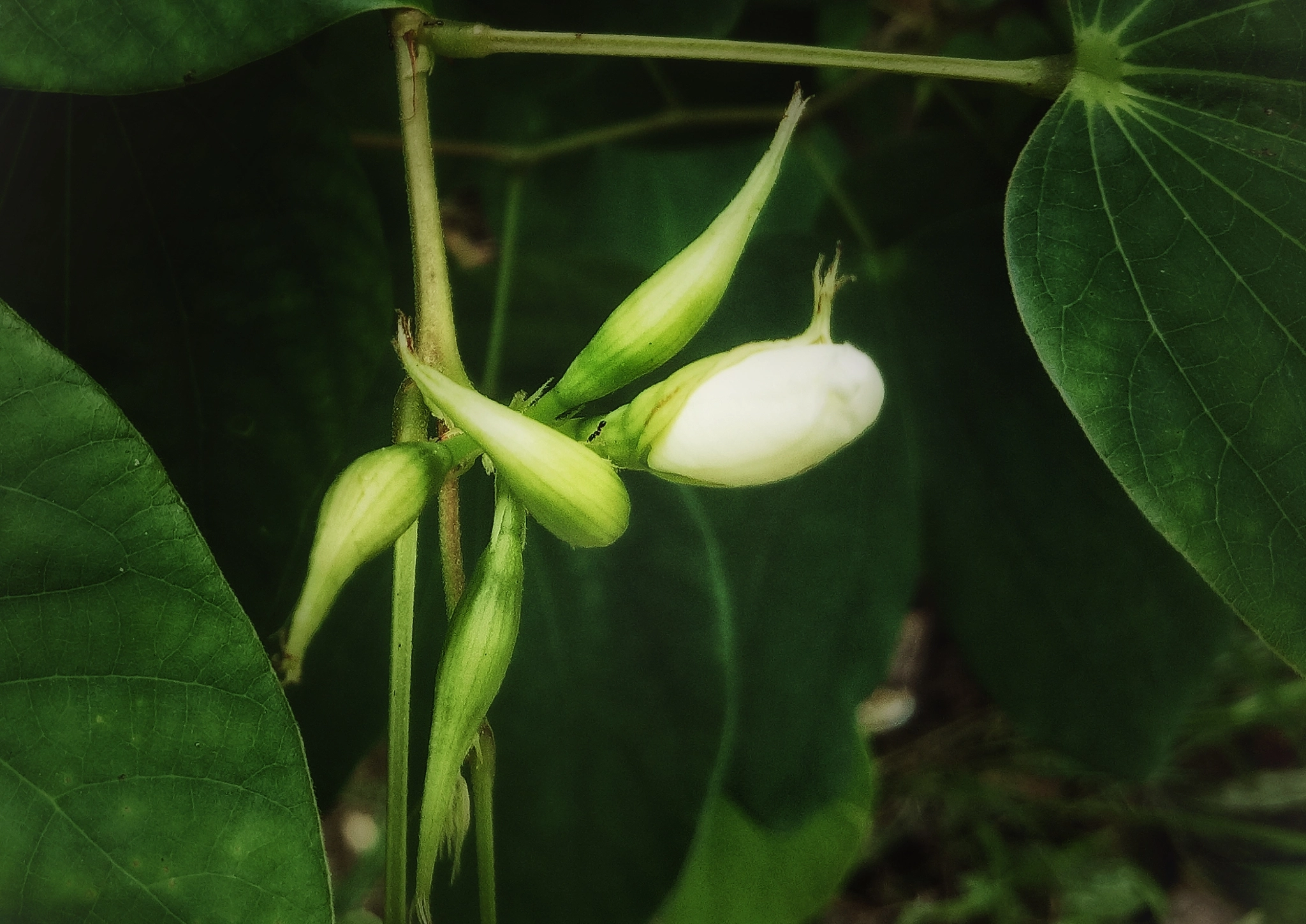 OPPO A1601 sample photo. Joy of nature photography