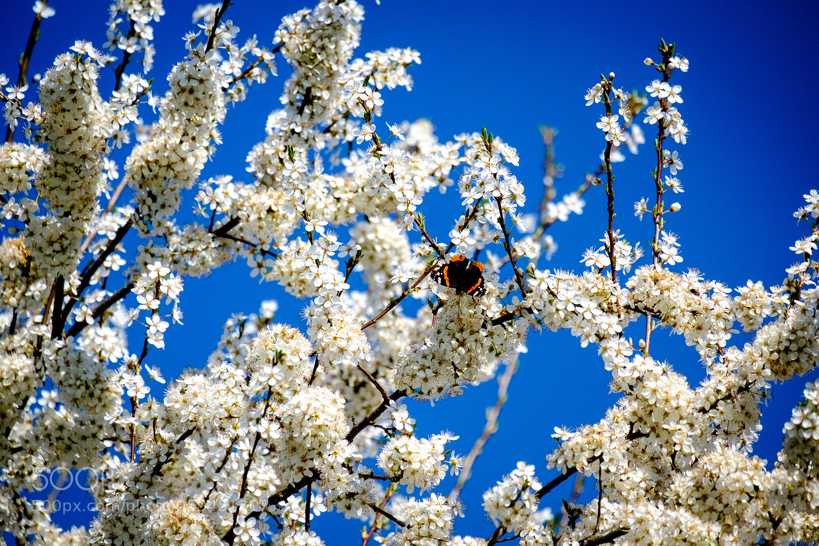 Fujifilm X-T10 sample photo. Butterfly photography