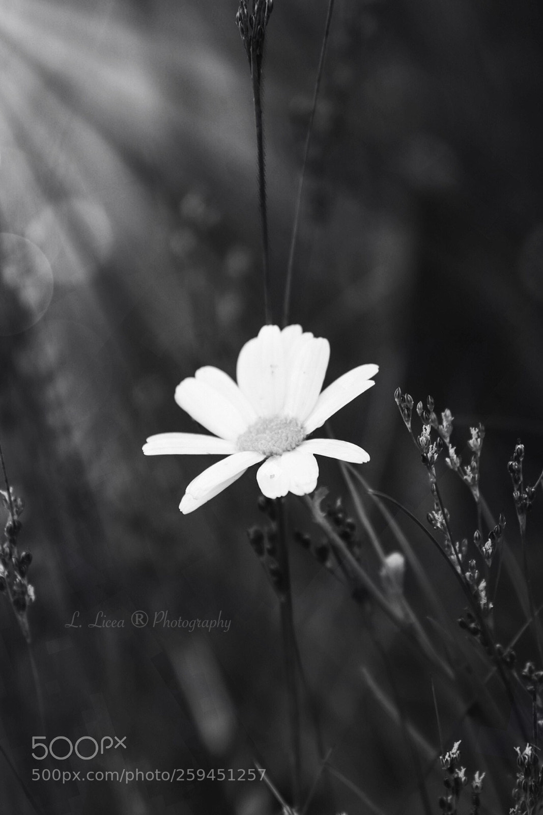 Canon EOS 6D Mark II sample photo. Caress of light 68 photography