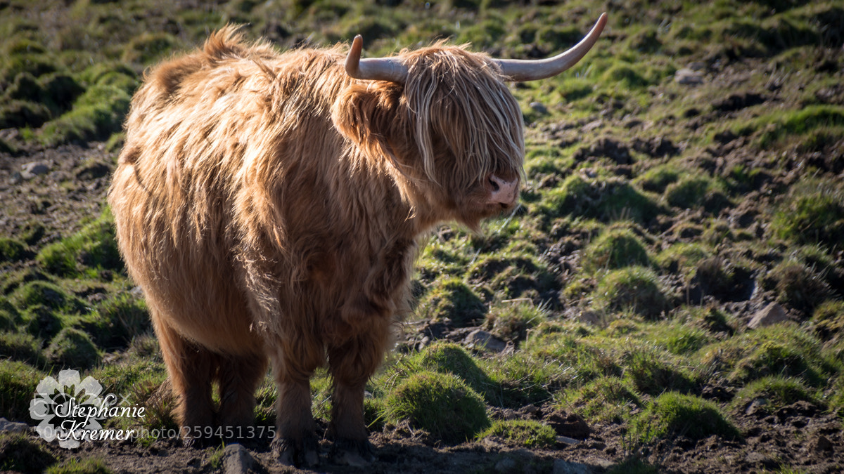 Nikon D5500 sample photo. Highland cattle photography