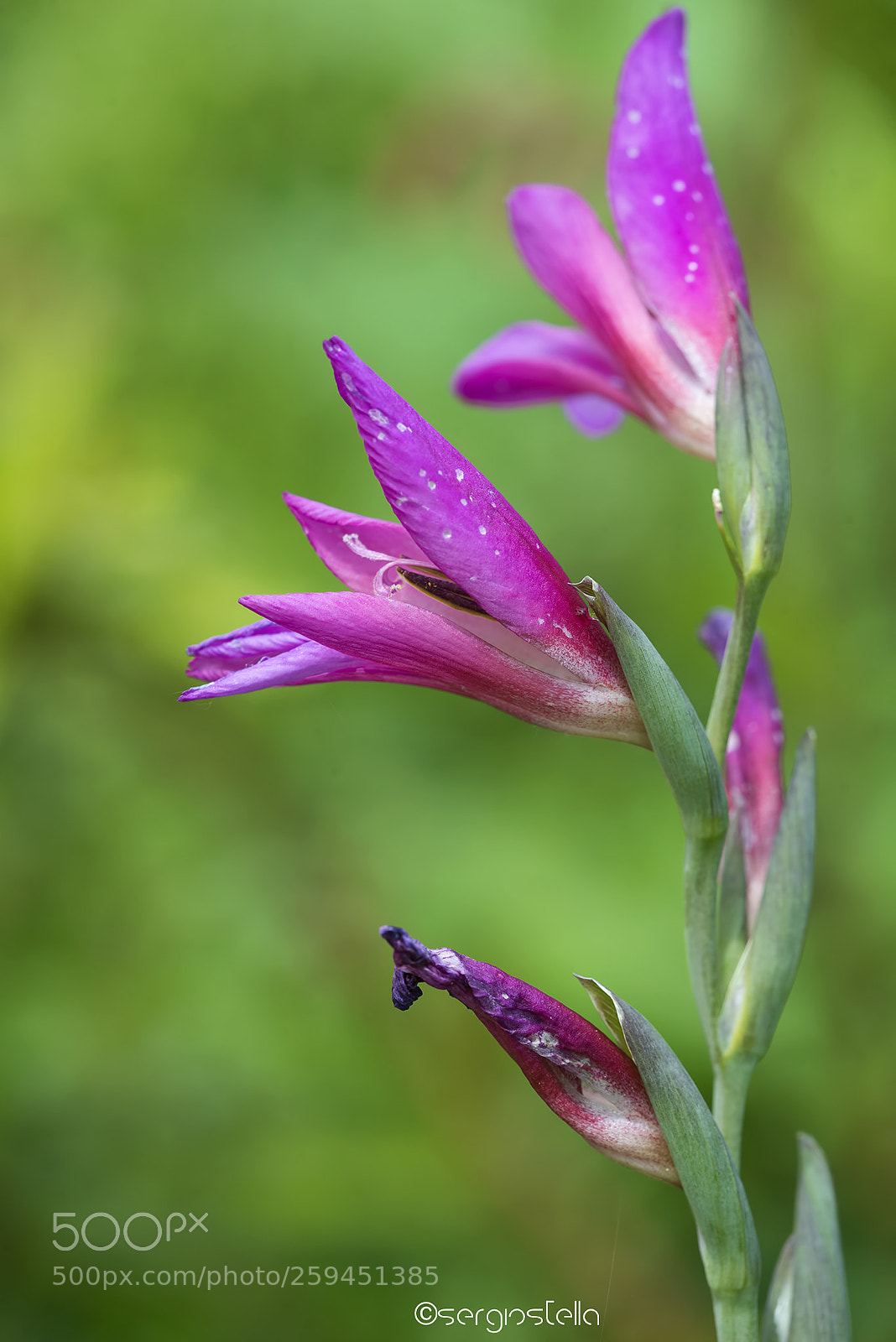 Nikon D610 sample photo. Flower_____ photography