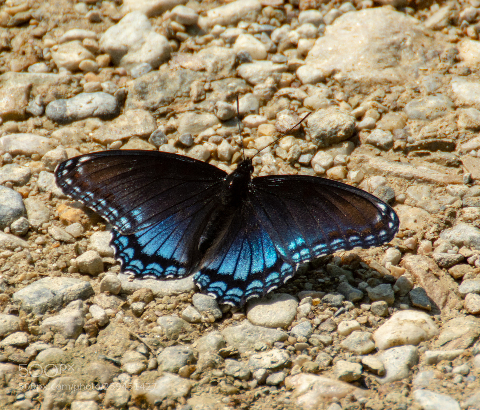 Nikon D7100 sample photo. Black and blue monarch photography