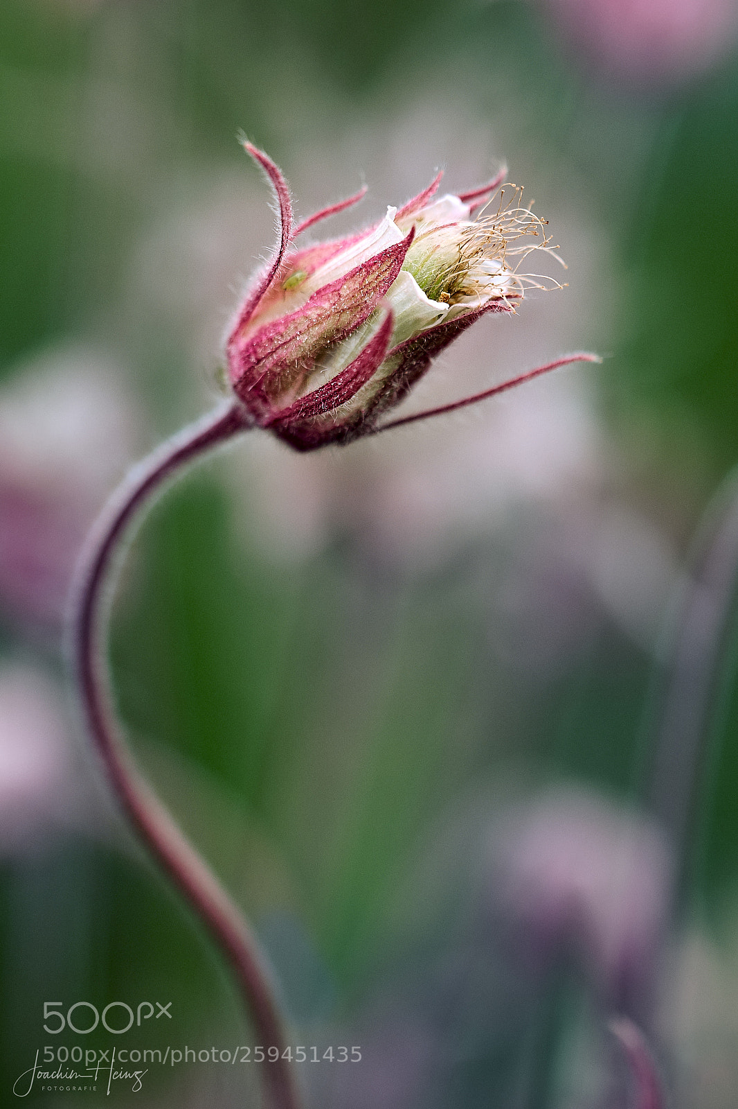 Fujifilm X-T2 sample photo. Prairie smoke photography