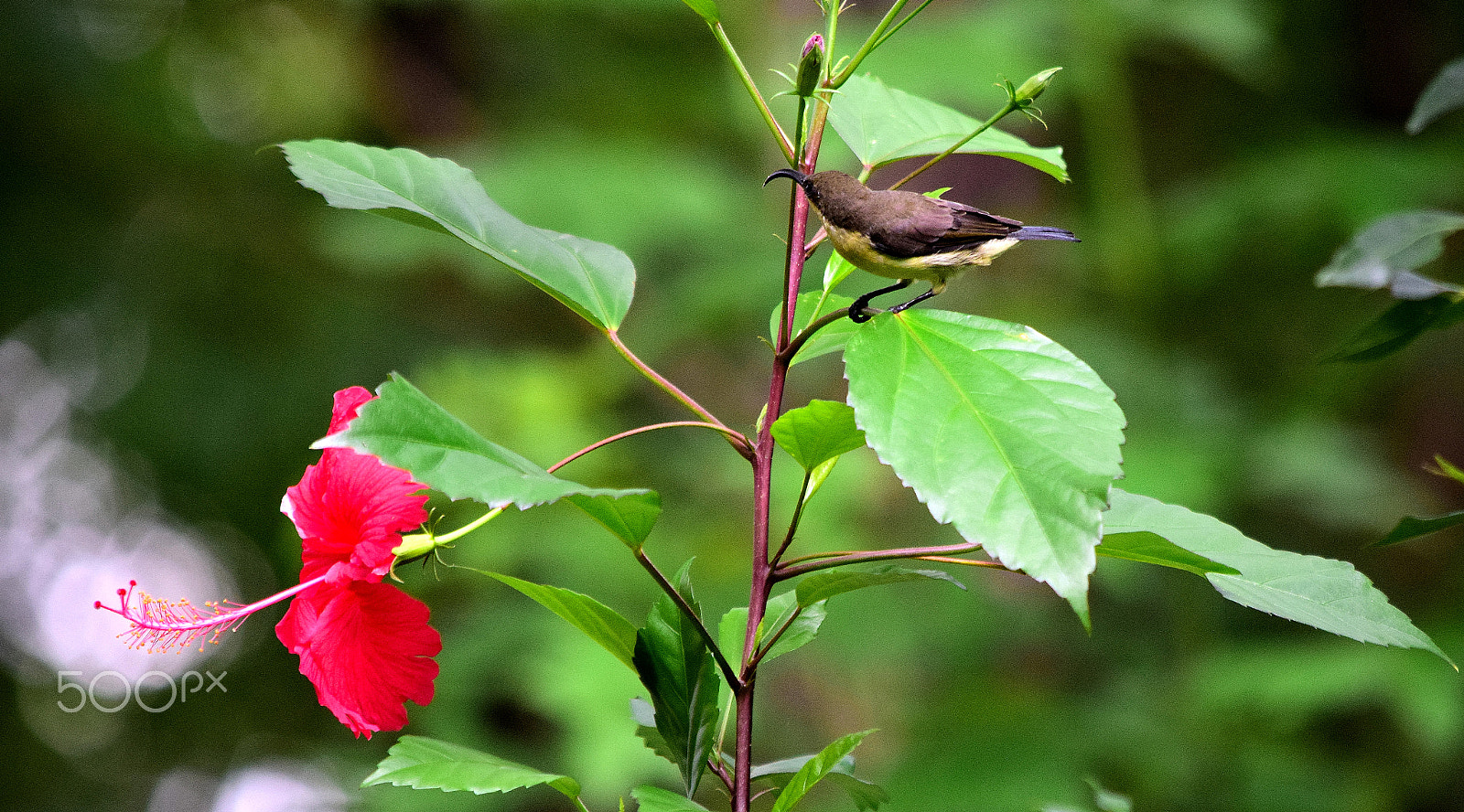 Nikon D5300 sample photo. Searching for flower. photography