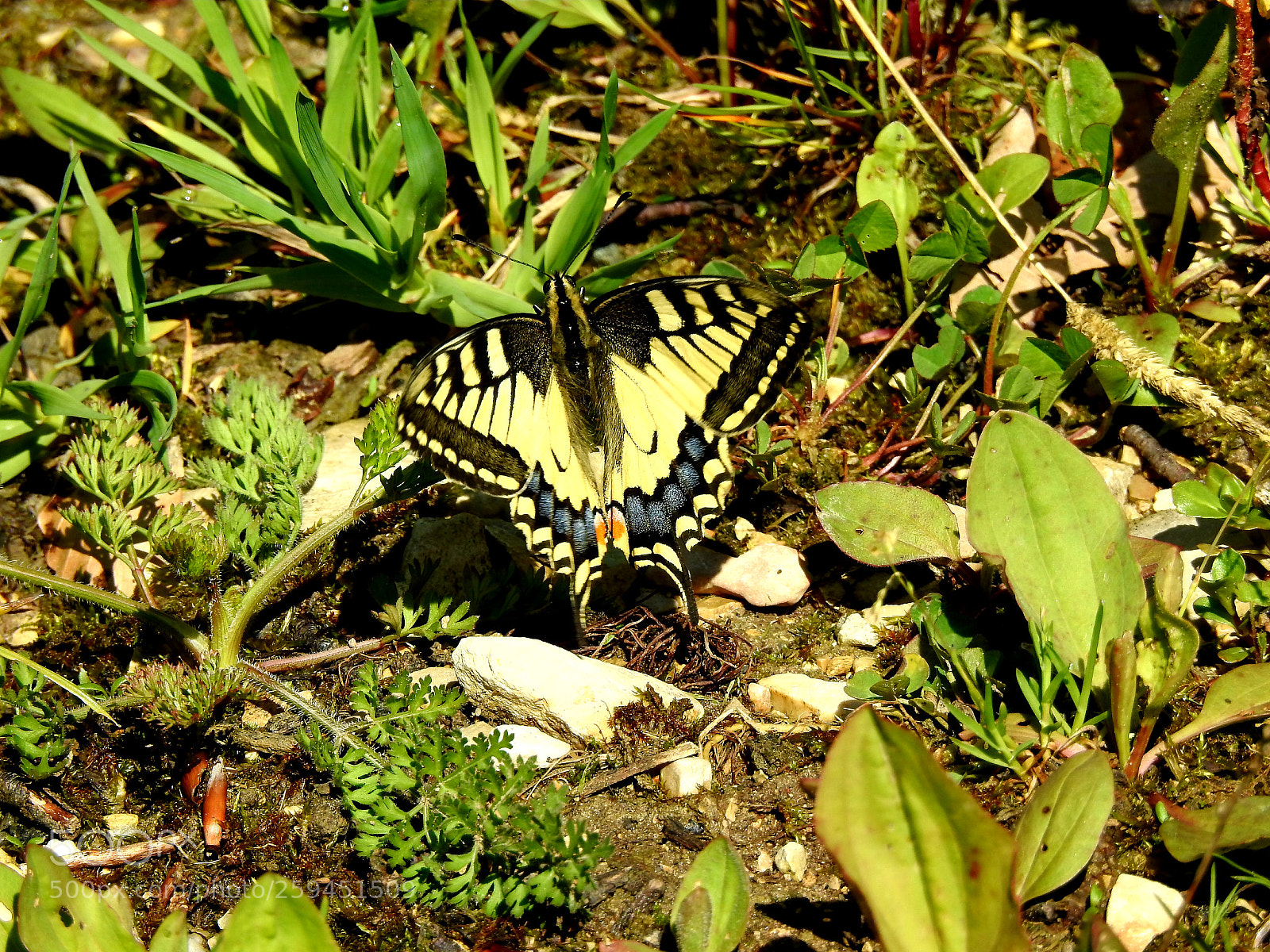Nikon Coolpix P900 sample photo. Schmetterling photography