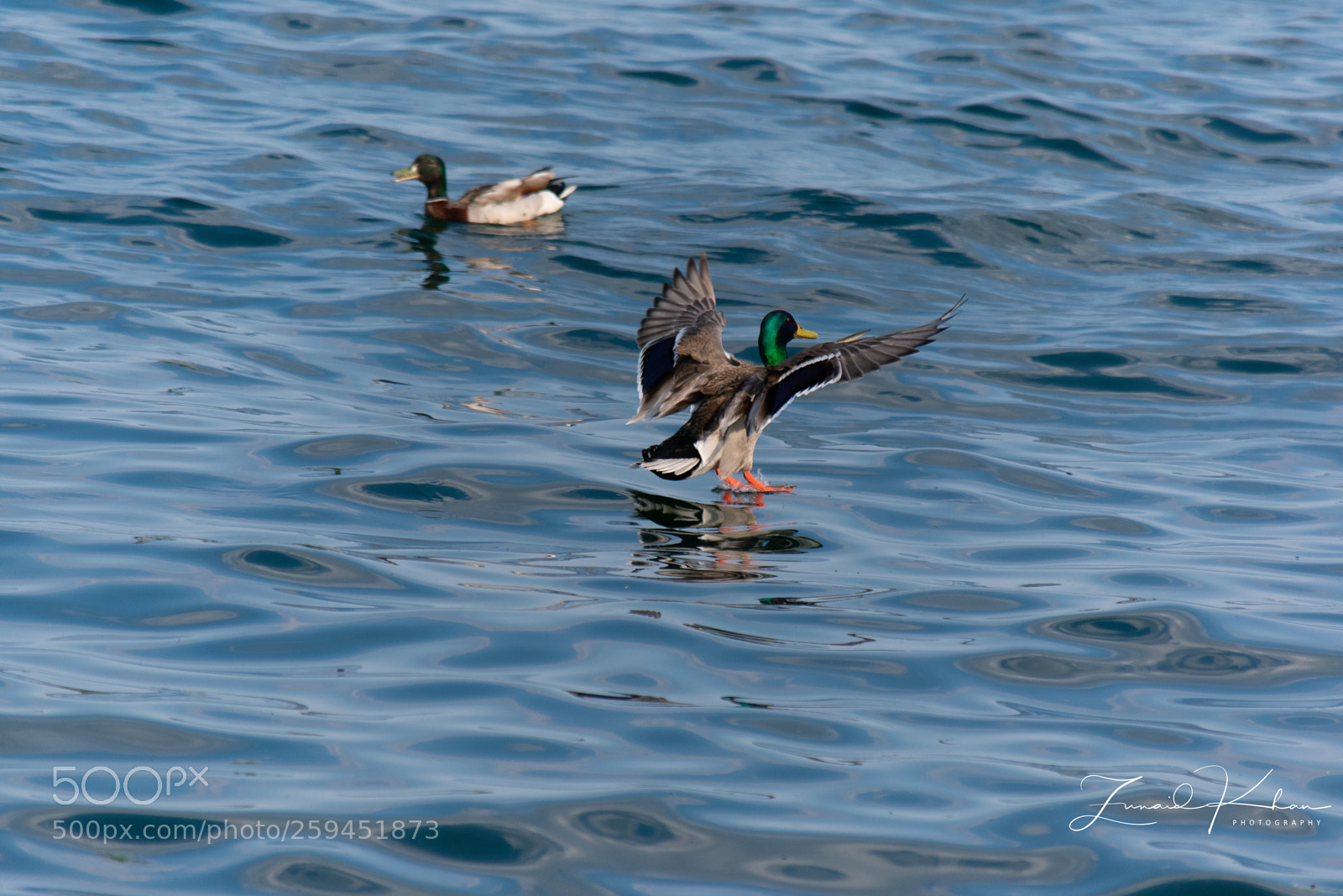 Nikon D3400 sample photo. Mallard landing  photography