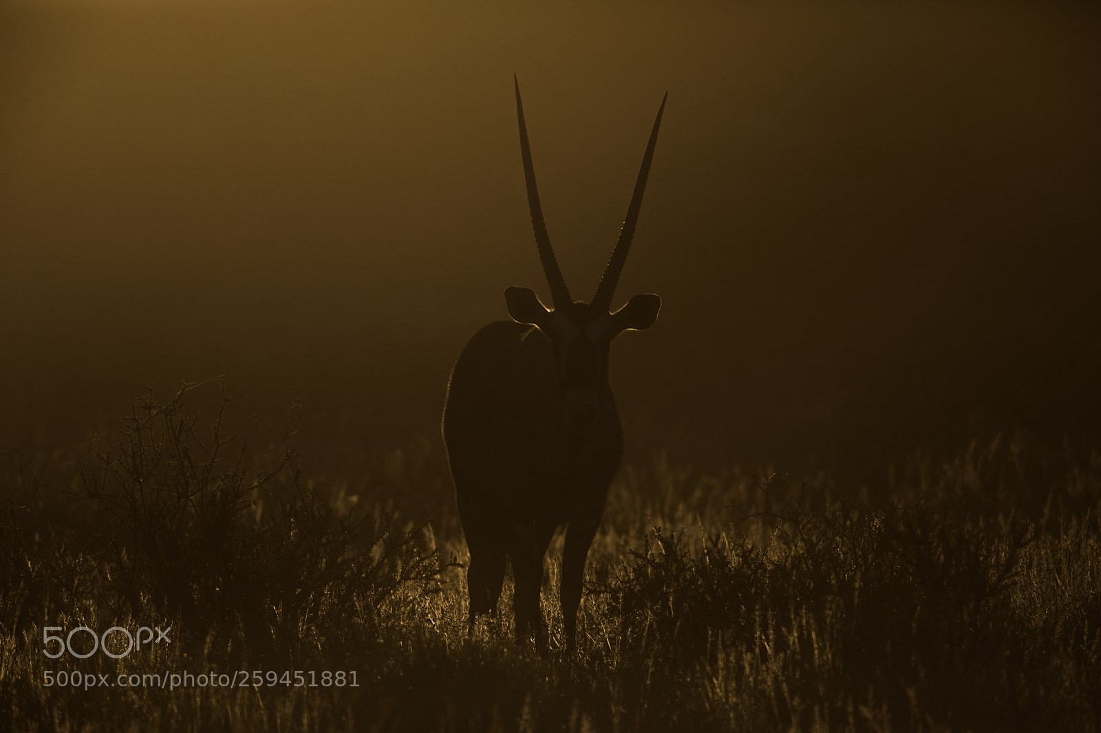 Canon EOS 5D Mark IV sample photo. Oryx photography