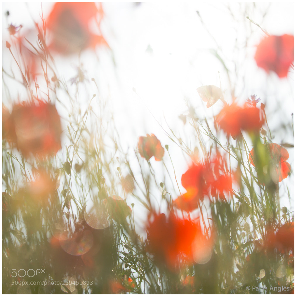 Sony a99 II sample photo. Poppies! photography