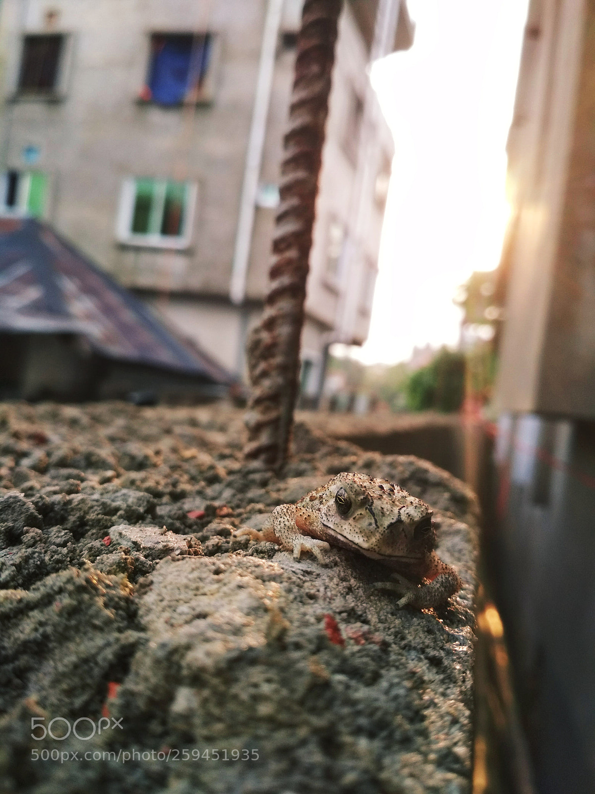 Xiaomi Redmi 4X sample photo. Resting frog photography