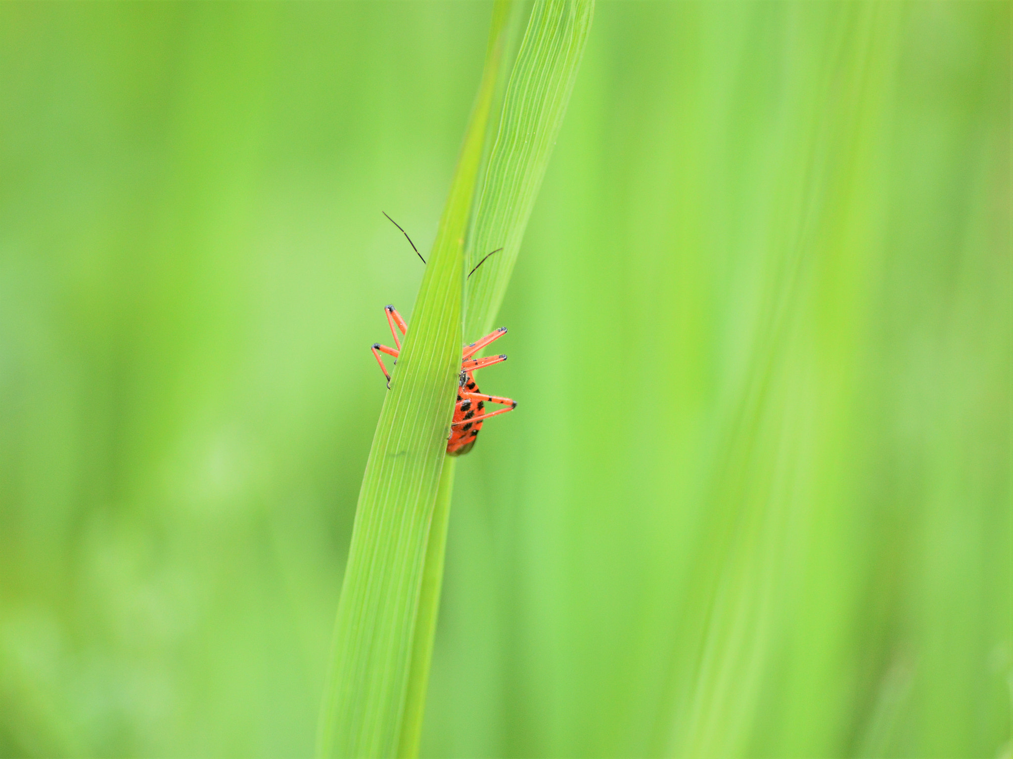 Nikon D3200 sample photo