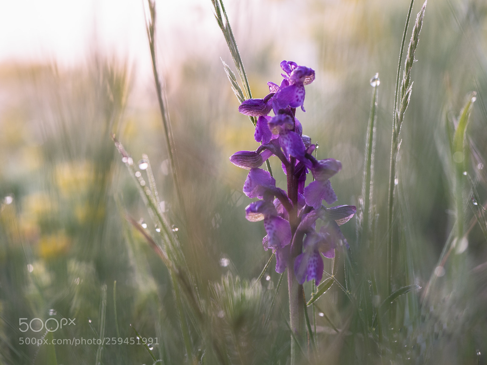 Olympus OM-D E-M5 II sample photo. Lilac beauty hiding in photography