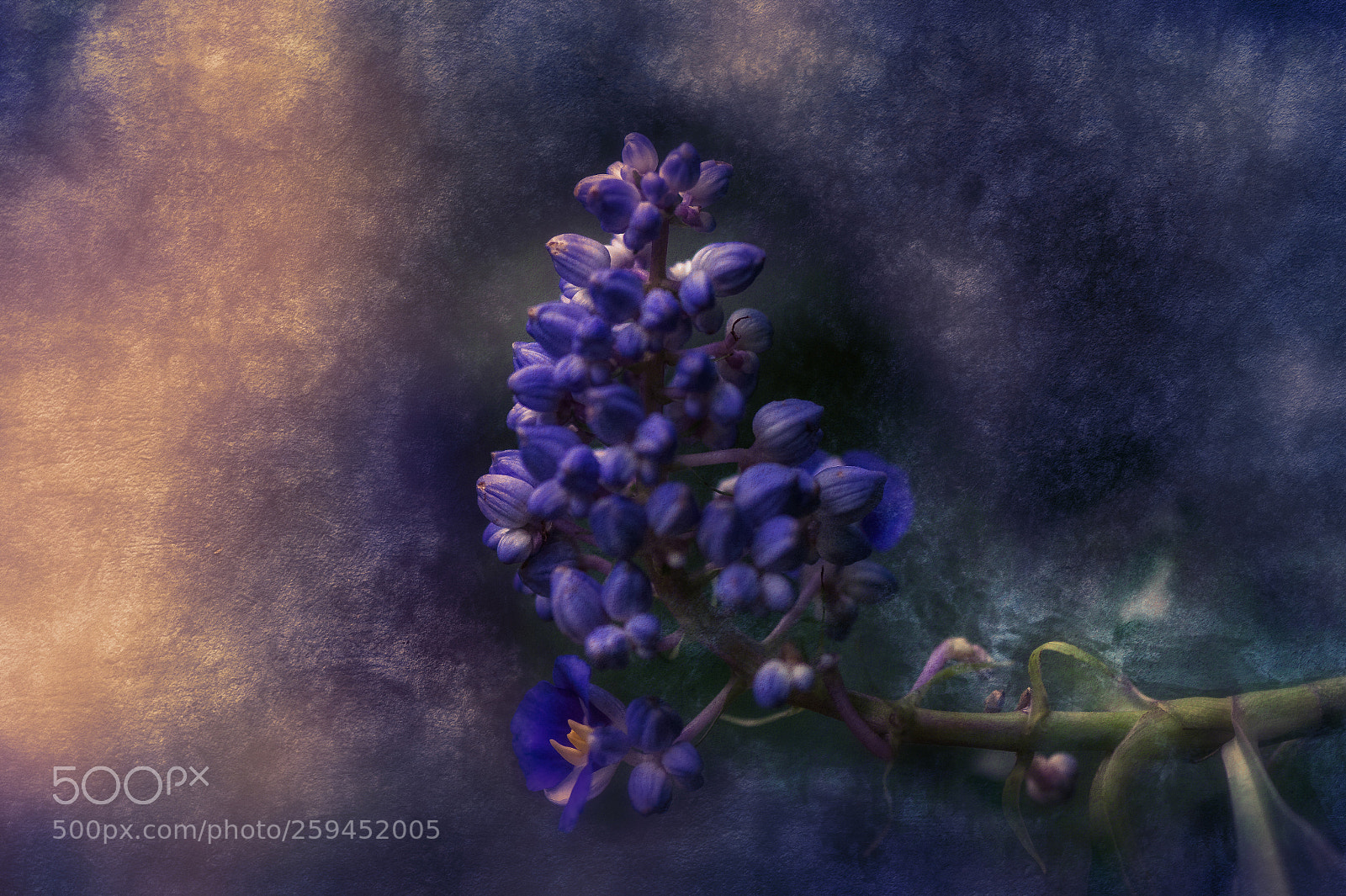 Nikon D4 sample photo. Little violet blossoms photography