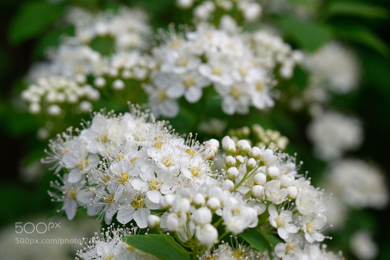 Nikon D5500 sample photo. 7727 photography