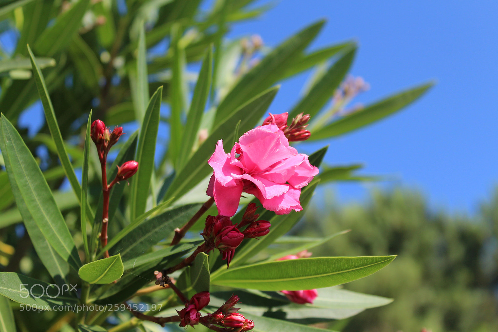 Canon EF-S 18-55mm F3.5-5.6 III sample photo. Pink blossoms photography