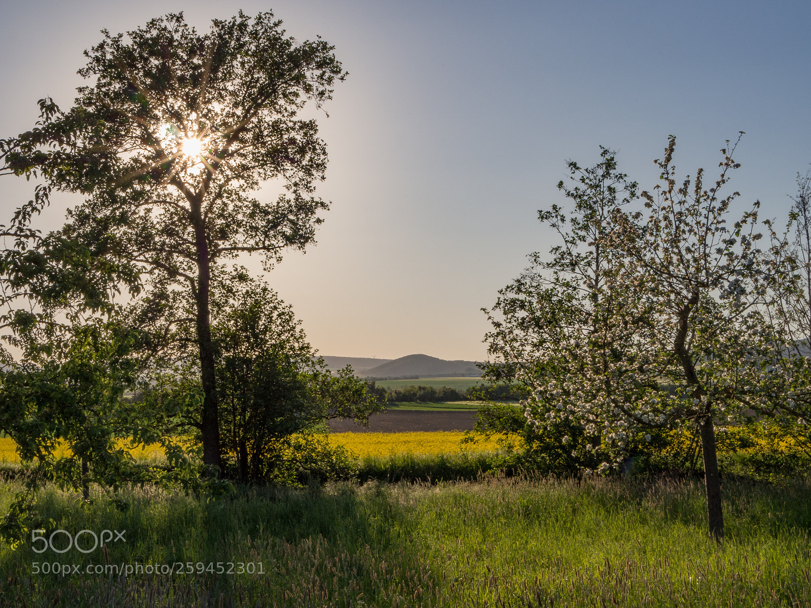 Olympus OM-D E-M10 II sample photo. Trees in spring photography