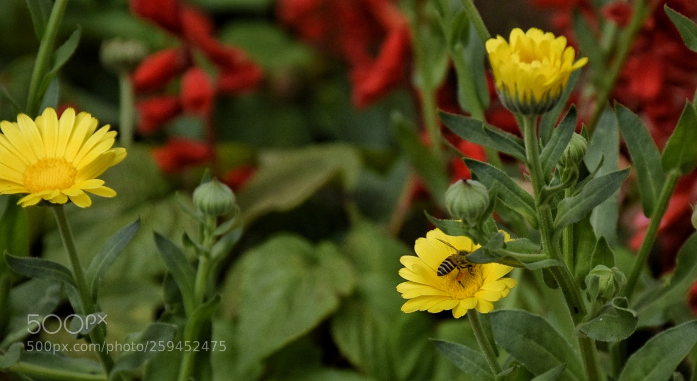 Nikon D5300 sample photo. Untitled photography