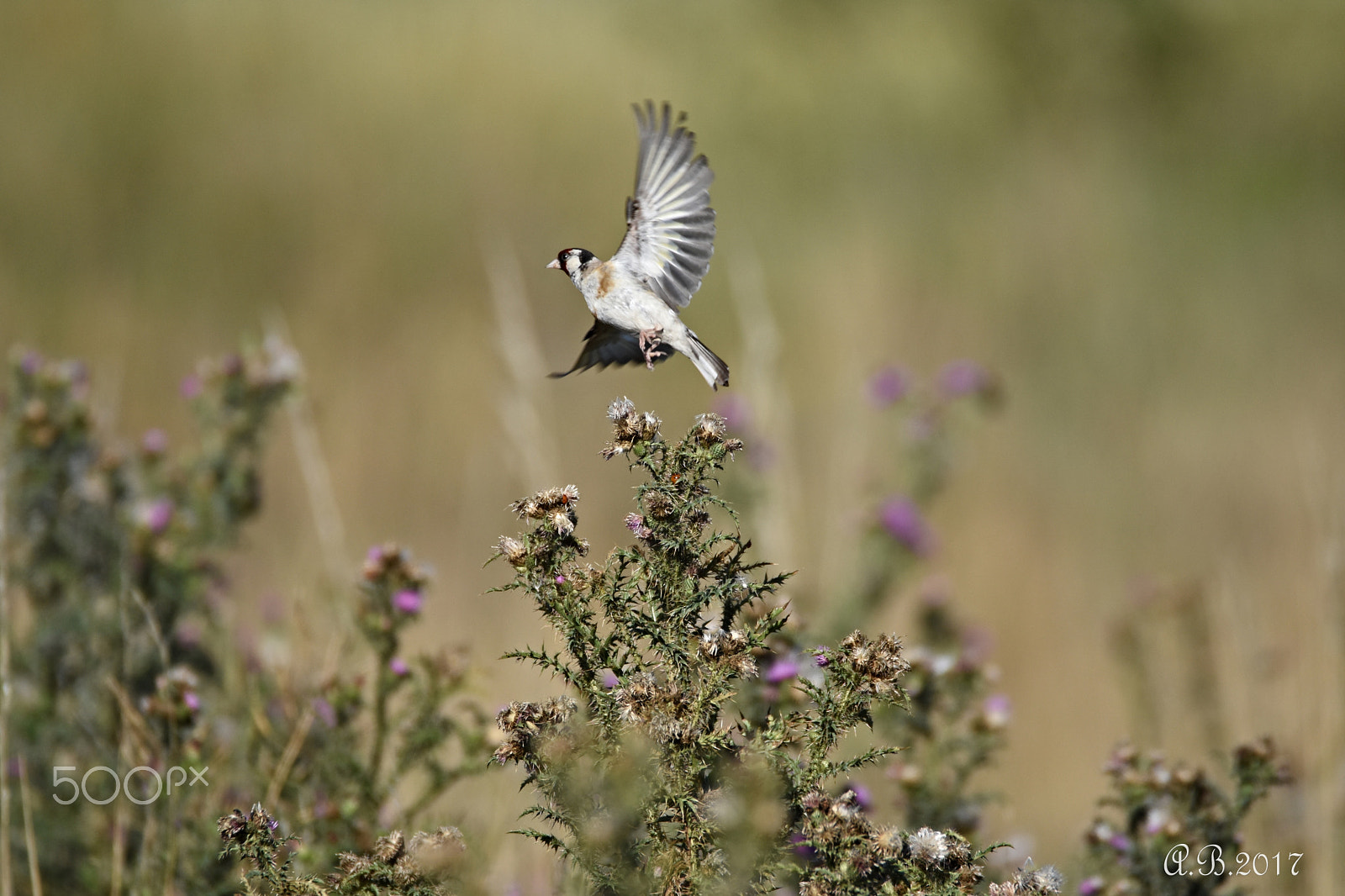 Sigma 150-600mm F5-6.3 DG OS HSM | C sample photo. Stehlík photography